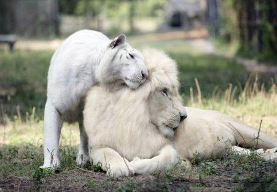 成年白狮虎兽图片