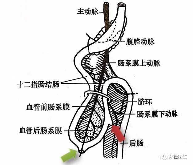 醫學專家|原腸的生理性旋轉過程,究竟發生了什麼?