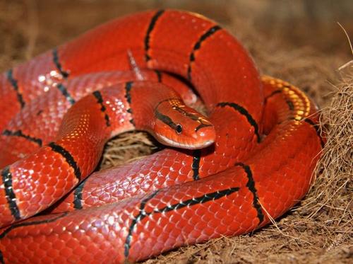 地球上10大最美丽的蛇类,眼镜王蛇第七,黑曼巴第五,竹叶青第三