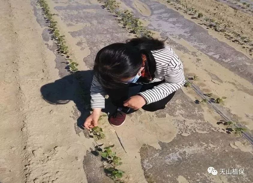 除草劑藥害彆著急,教你一個緩解的小秘密!