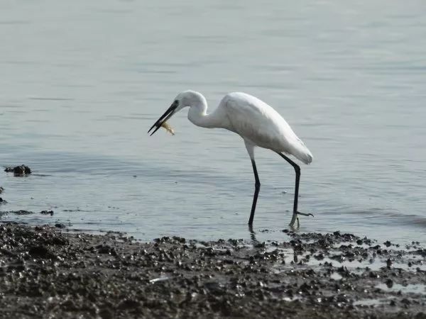 緝兇彈塗魚補身香港米埔溼地疑成為非法捕魚熱點