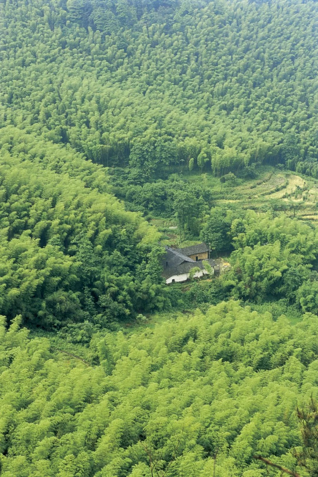 "四个字 蜀西竹海还是很有名气的 因为数公里的道路 都被这里的竹林遮