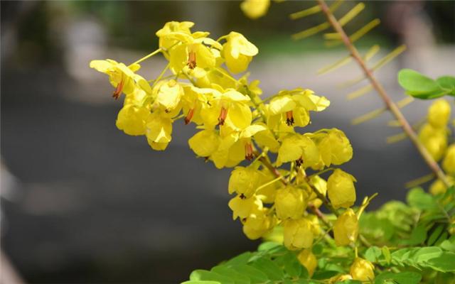 翅莢決明如何播種繁殖,種子怎麼處理,這樣能夠出苗