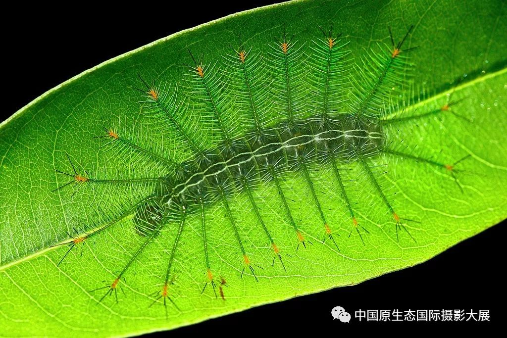 十种具有保护色的昆虫图片