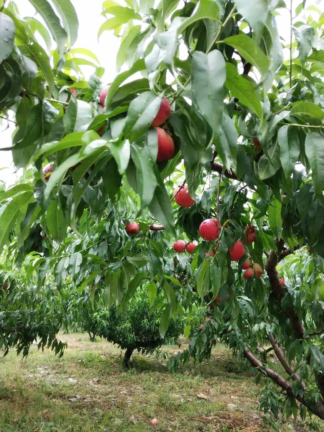 油桃,葡萄,石榴等多种水果园区种植了几十种优质的油蟠桃夏秋季赏花摘