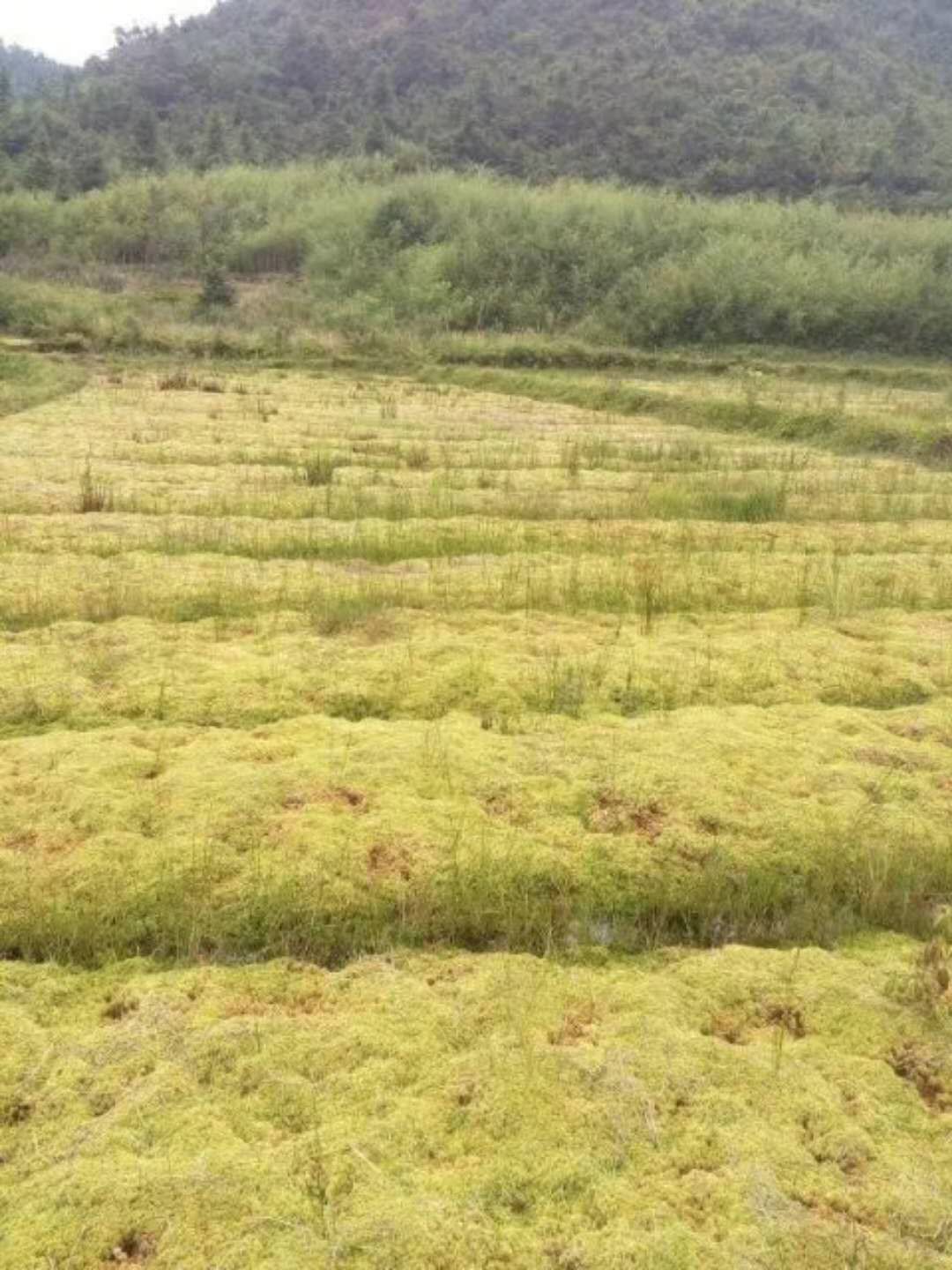 隆回北面山区致富新途径种植水苔每亩年均产值最高可达5000元