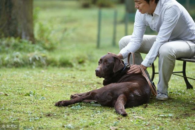 这样抚摸"拉布拉多犬,它会超爱你的!