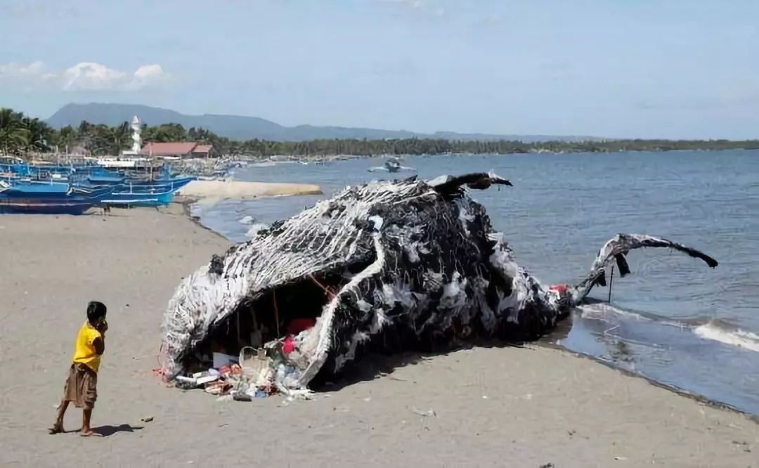 海洋生物被垃圾缠身图图片