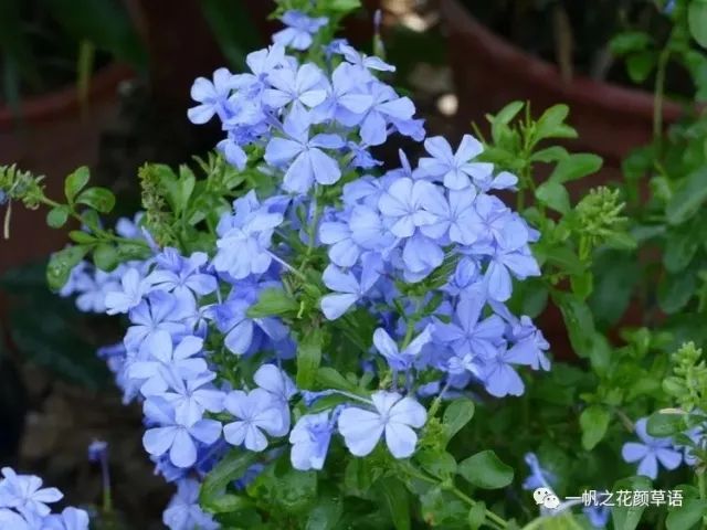 別稱 藍雪花,藍花磯松,藍茉莉二名法plumbago auriculata界 植物界門