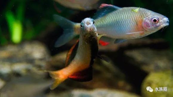 鰟鮍國產淡水冷水觀賞彩色小魚