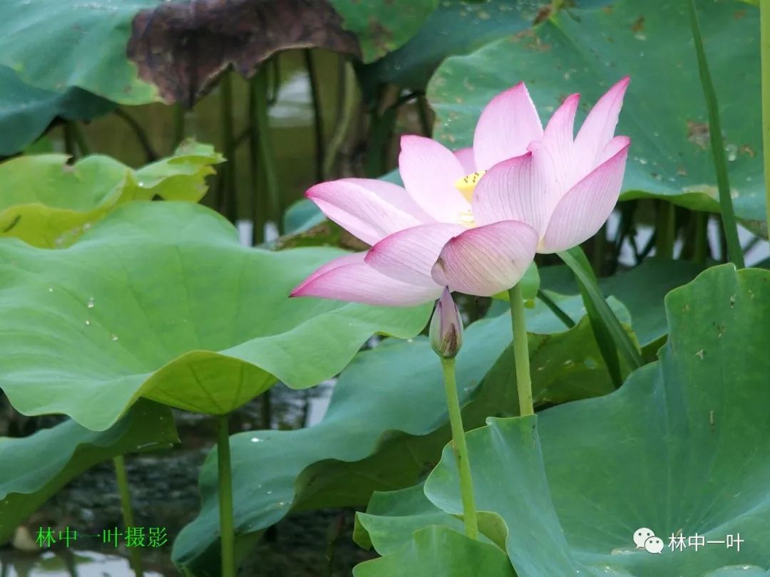 杨柳回塘,鸳鸯别浦.绿萍涨断莲舟路.断无蜂蝶慕幽香,红衣脱尽芳心苦.