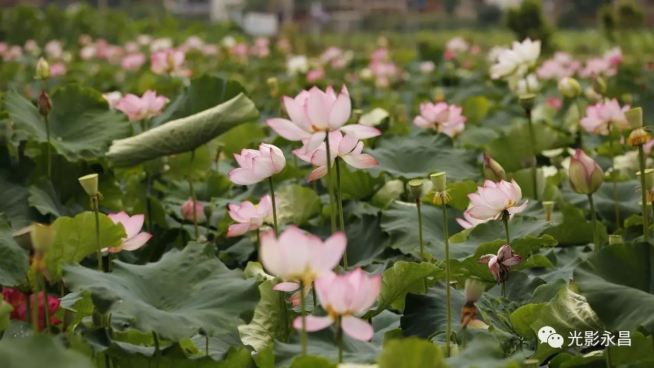 施甸野鸭湖荷花节图片