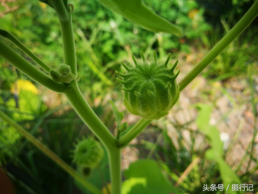 野麻功效药用图片