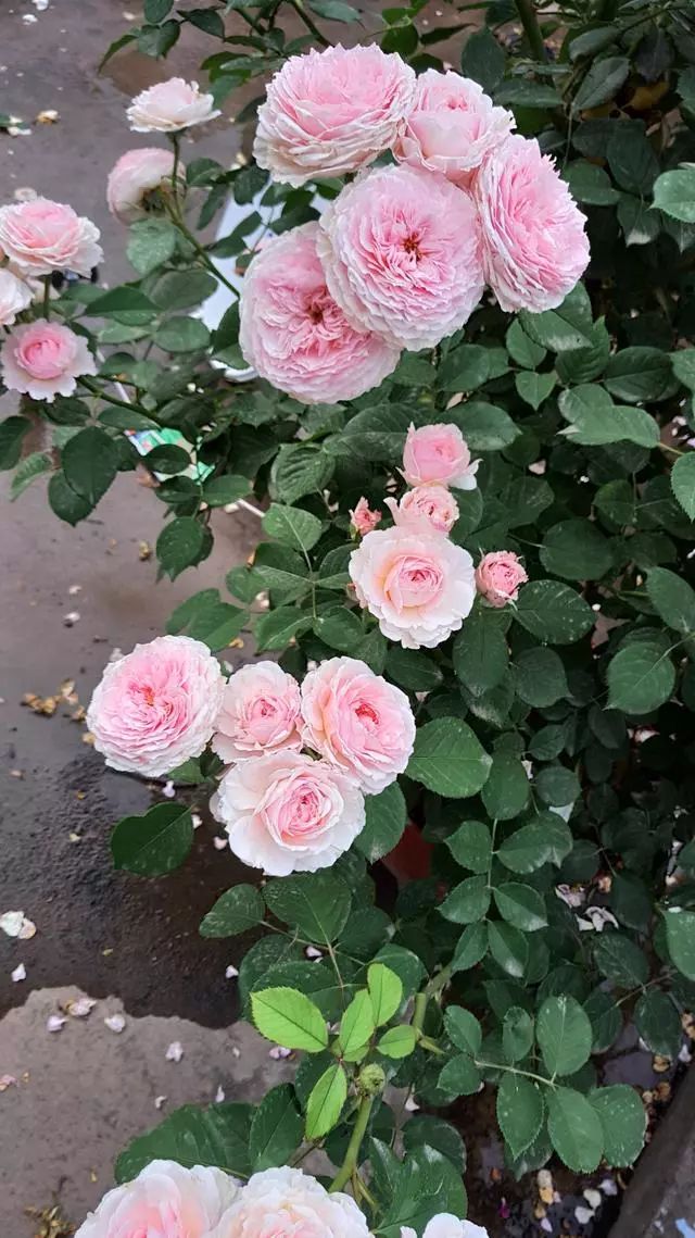 漂亮不輸牡丹花,還有玫瑰花香味,四季開花不斷