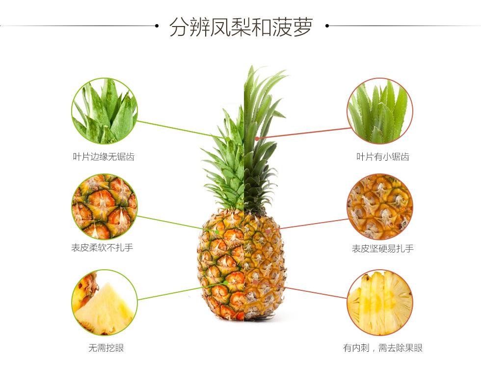 菠萝结构分解图图片