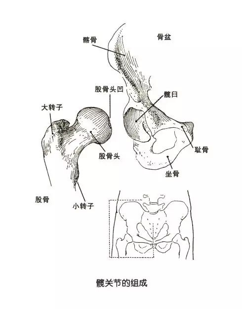 宝宝臀纹对称图片图片