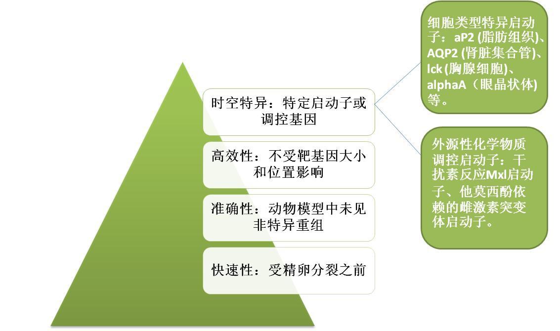 诱导|知识分享：Cre-loxP重组系统