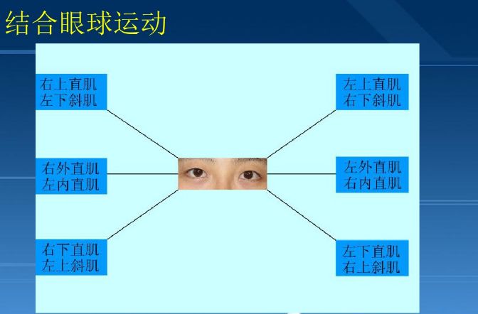 复视像检查图解读图片