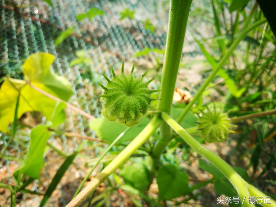 木麻子果实图片图片