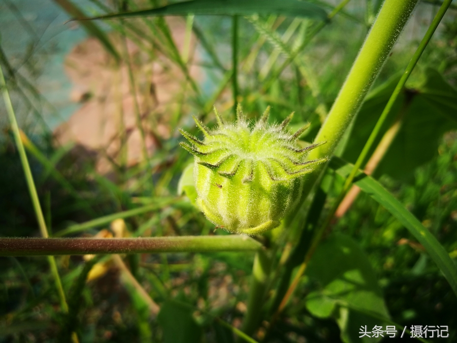 磨盤草是其植物的別名,中文名叫茼麻,又名白麻,通稱青麻,野麻,野藶殫