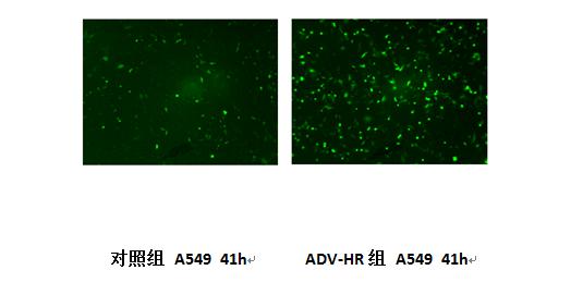 浓度|知识分享：ADV-HR试剂说明书