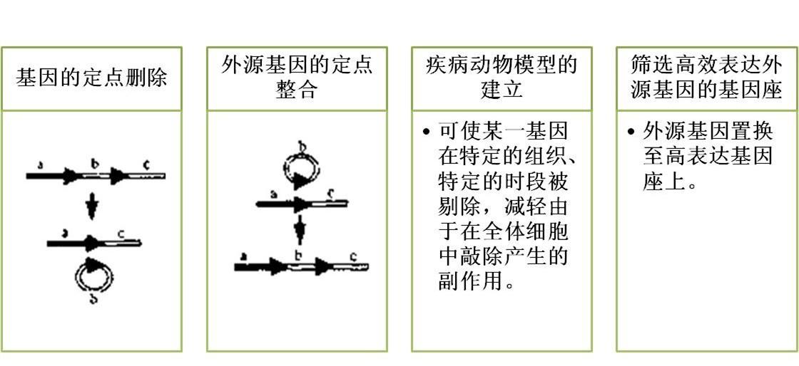 诱导|知识分享：Cre-loxP重组系统