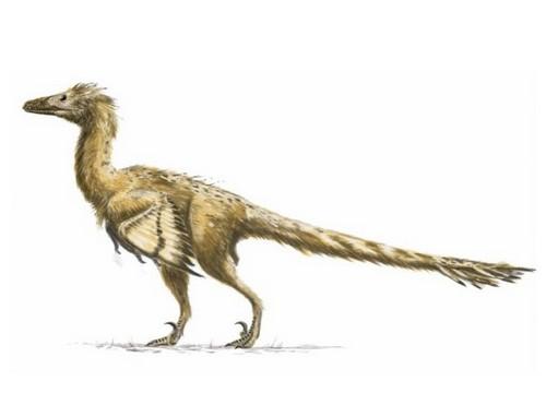 9,恐爪龙:恐爪龙,因为它的后肢第二趾上有非常大,呈镰刀状的趾爪,在