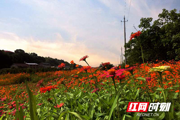 助力乡村振兴 长沙沙坪街道开启"花海模式"