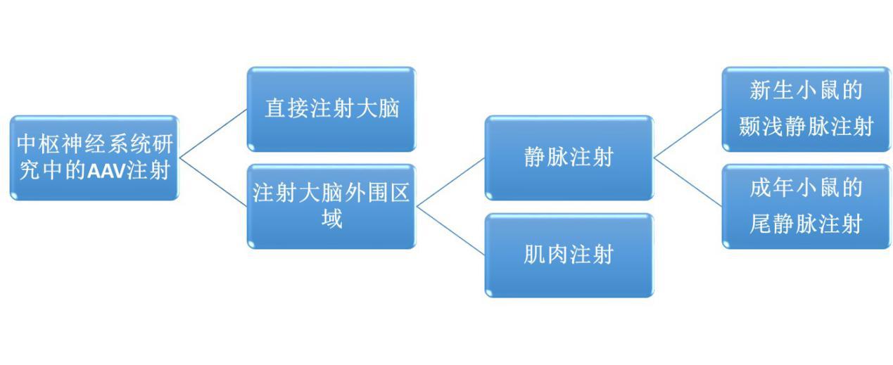 模型|知识分享：AAV在中枢神经系统研究中的注射方法