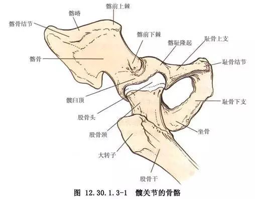 宝宝臀纹不对称?需警惕这个病