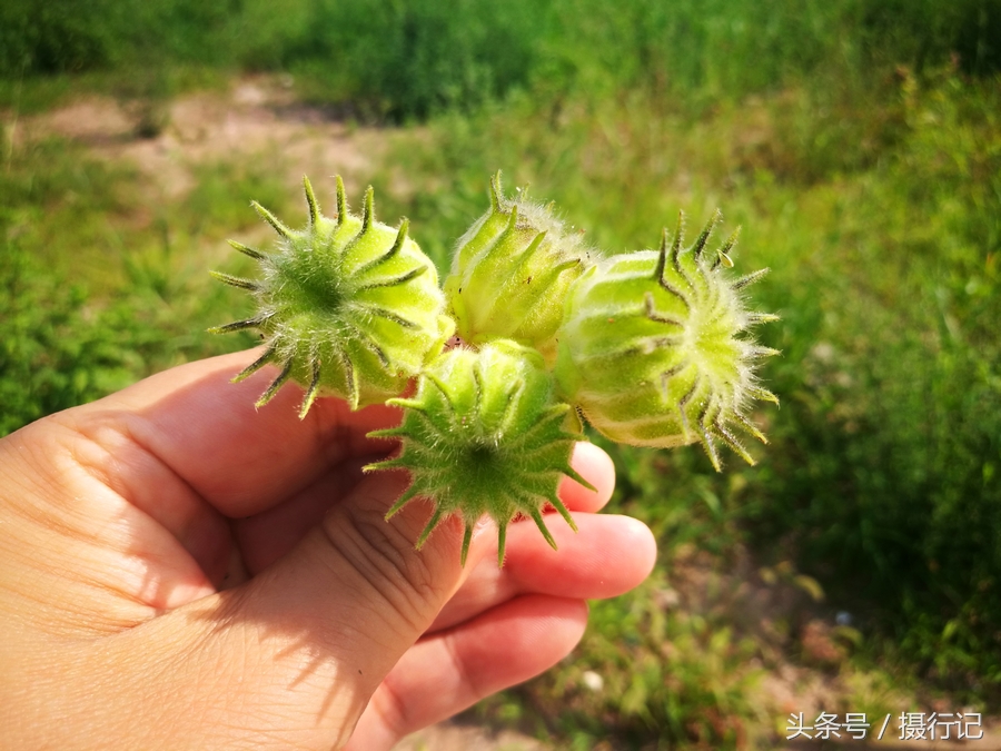 农村野麻子图片图片