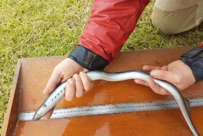 看著就起雞皮疙瘩歐洲貴族卻當成珍饈愛吃到掛了