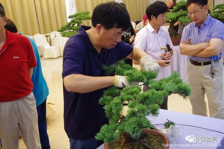 上海盆景艺术大师暨高级盆景艺术师盆景操作表演(中集)