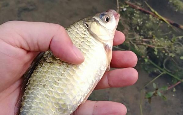 夏天這樣釣鯽魚最過癮,每次都連竿到胳膊酸!