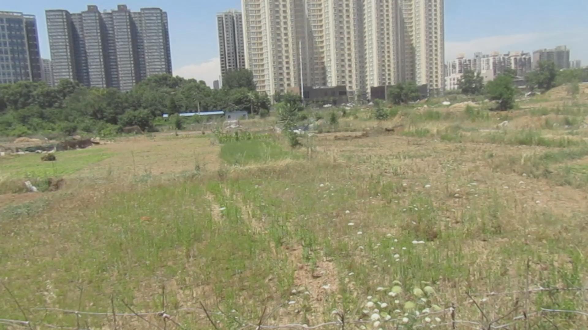 西安上千畝荒地變菜地 退休老人種植農場享受田園生活