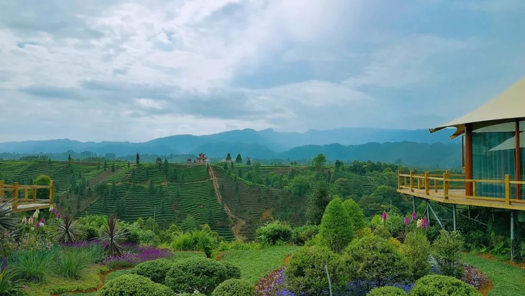 你喝過上千次蒙頂山茶,卻沒有喝出它的茶中真味