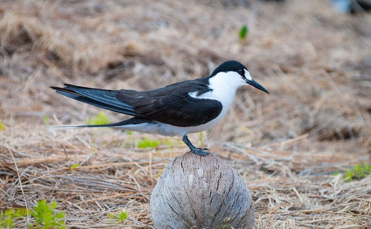 世界智障最高的5中鳥類第2名竟然是這種鳥我以為是蠢萌傻鳥