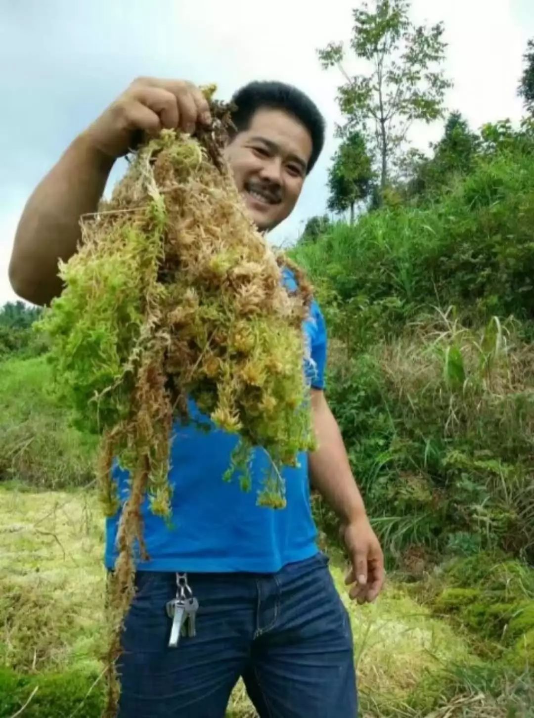 隆回北面山区致富新途径,种植水苔每亩年均产值最高可达5000元