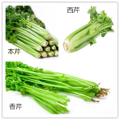 芹菜分类图片