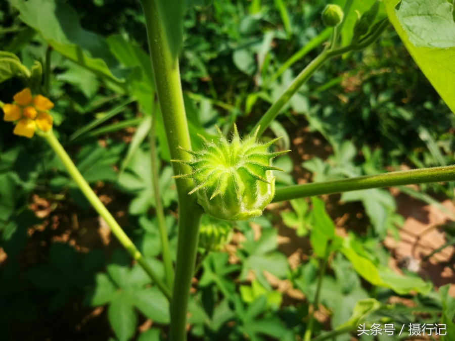 磨盤草是其植物的別名,中文名叫茼麻,又名白麻,通稱青麻,野麻,野苧麻