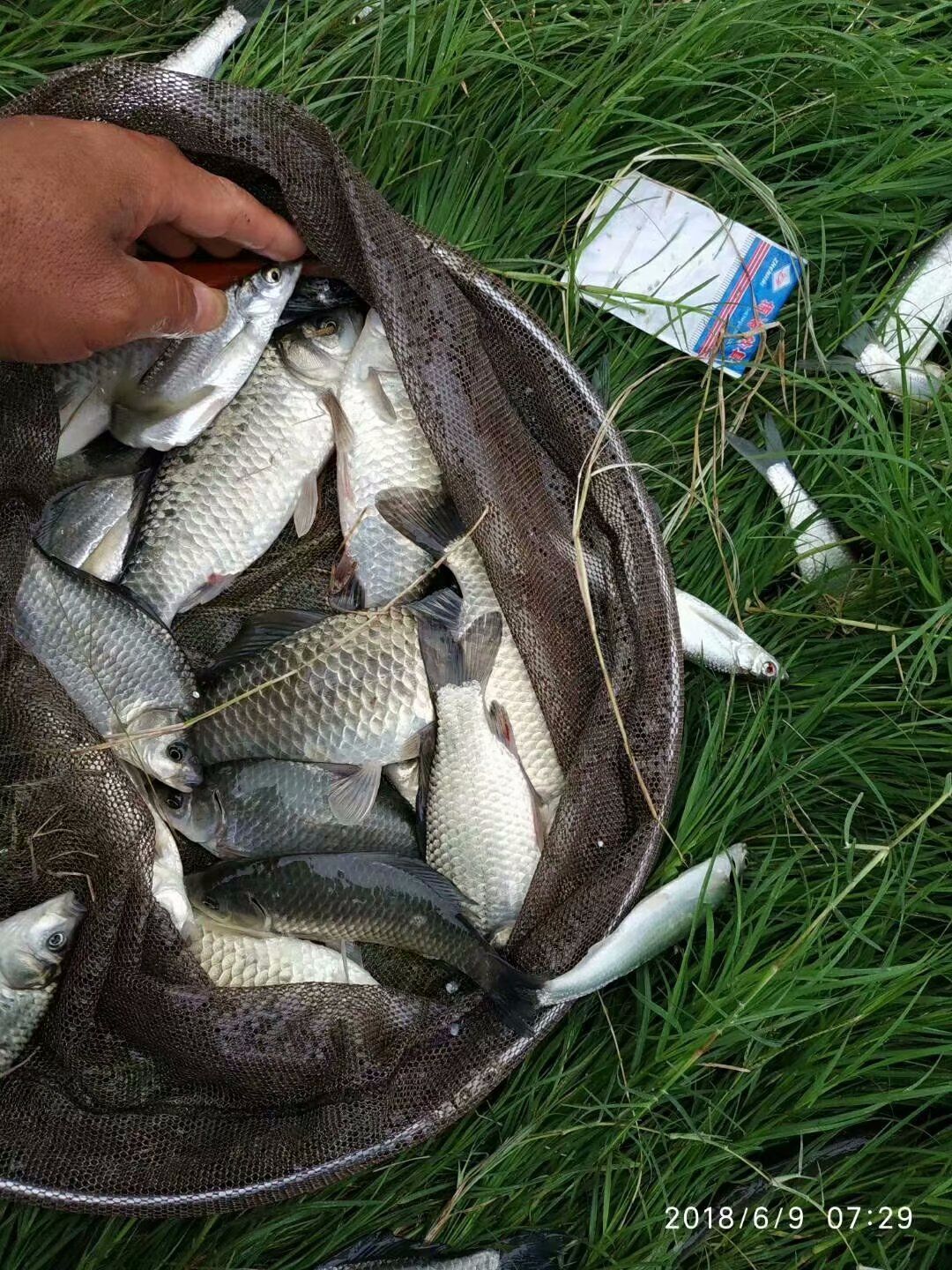 原因就是,離那個灣子不遠的上游水域,有船挖沙,導致大量的沙泥水衝到