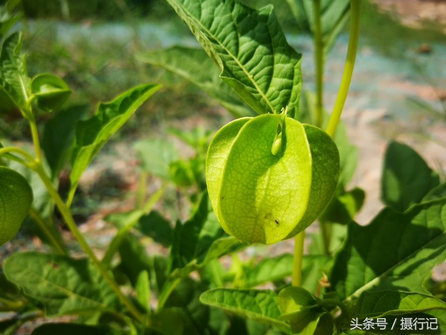 燈籠草,別名酸漿,鬼燈籠,苦燈籠等.