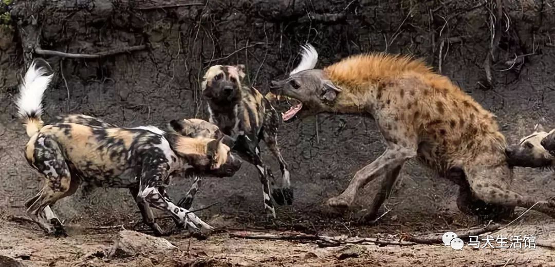 非洲野狗与鬣狗的打斗图片