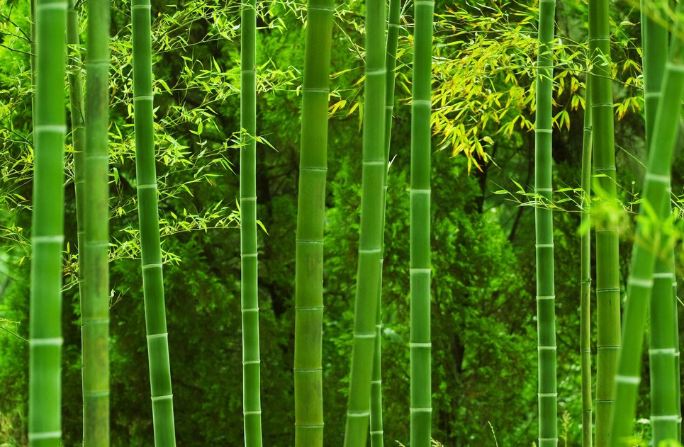 土专家靠山吃山种植绿竹全县收入破2亿元