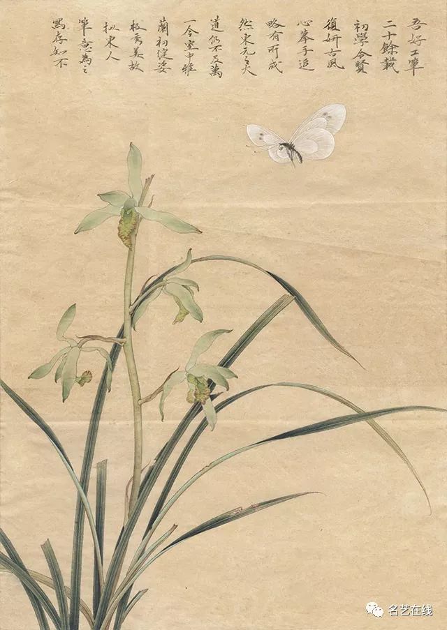 国画技法《粉蝶春兰》工笔画步骤讲解