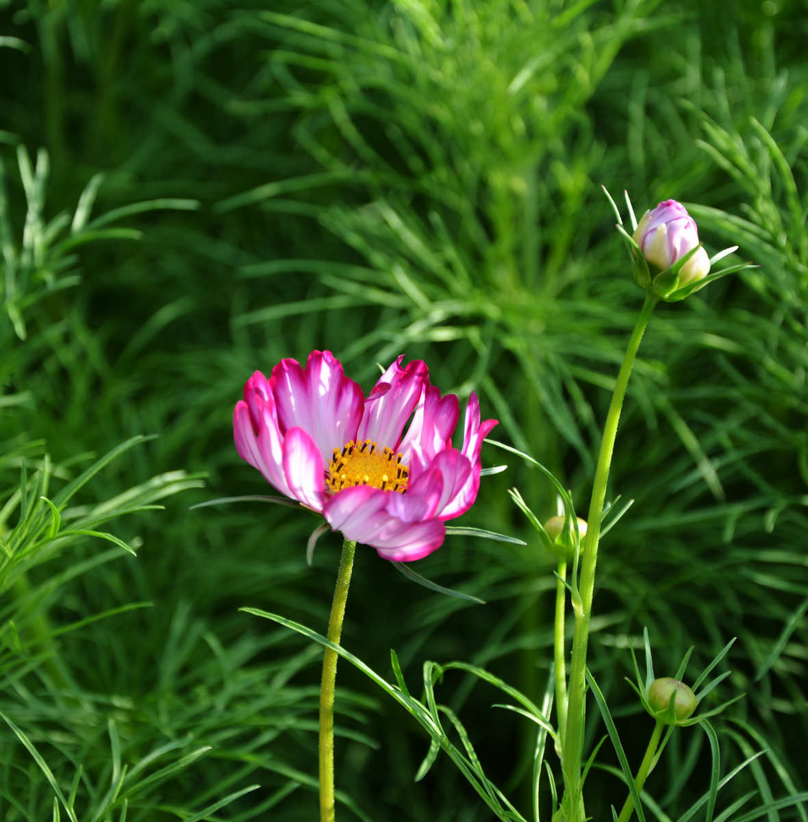 高原格桑花原来这么美,每一朵都能惊艳你