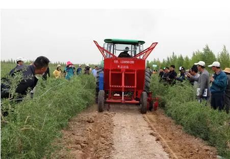 机械化引领青海枸杞产业发展新征程