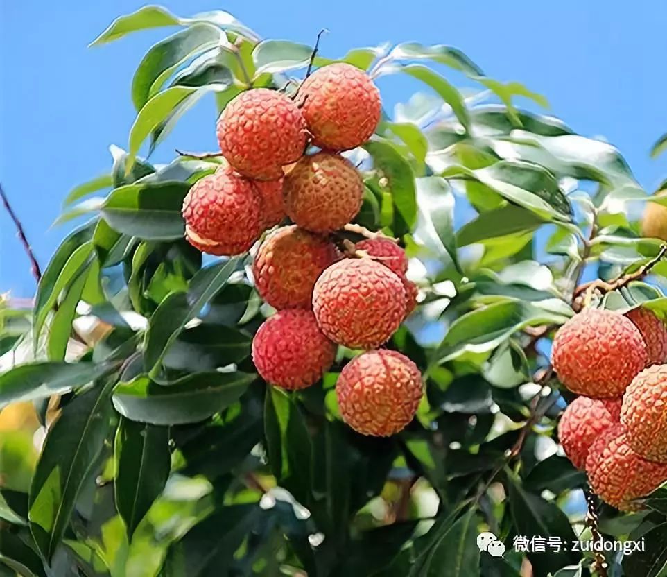 荔枝中的貴族桂味吃完指尖留香