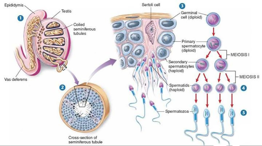 精子形成过程各时期图图片