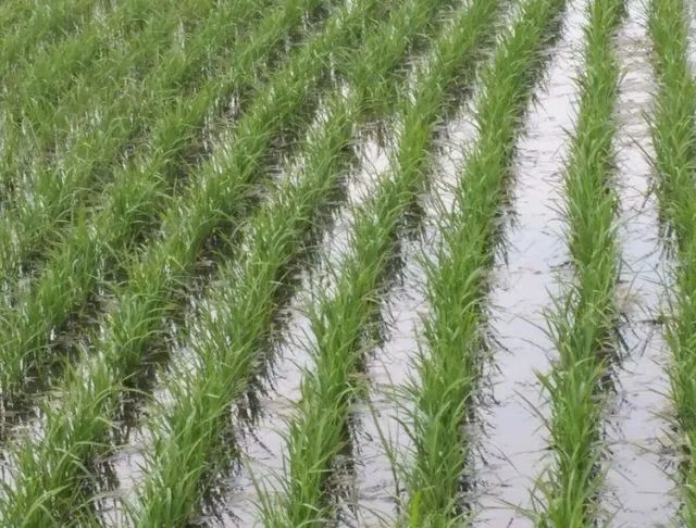 如何让水稻按叶龄施肥简单化